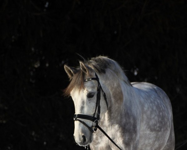 jumper Koral 16 (Polish Warmblood, 2011, from Forester - S)