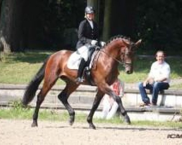 dressage horse Lexington 61 (Rhinelander, 2008, from Lord Loxley I)