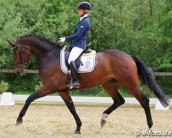dressage horse Frida Gold 5 (Oldenburg, 2008, from Fidertanz)
