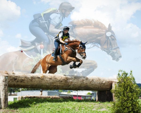 Springpferd FBW Harry McLeary (Württemberger, 2005, von Cavallieri xx)