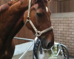 dressage horse A nice Girl B (Hanoverian, 1999, from Akatschi)