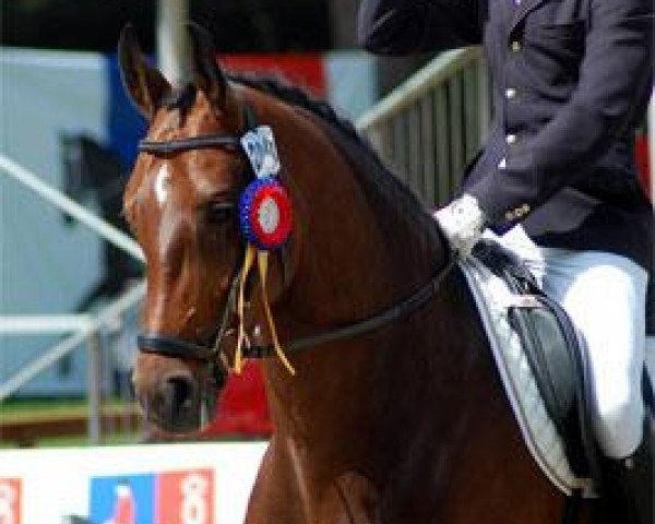 broodmare Una Bailarina (Oldenburg, 2007, from Stedinger)