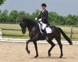 dressage horse Salentino 4 (Oldenburg, 2007, from Sandro Hit)
