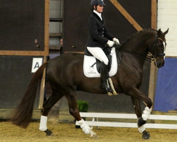 dressage horse Diddy Deluxe (Oldenburg, 2006, from Donninger)