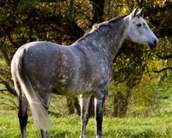 horse Anira (Württemberger, 2003, from Alassio)