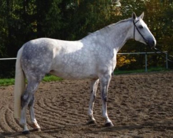 broodmare Lutetia (Württemberger, 1991, from Lehar) broodmare Lutetia (Württemberger, 1991, from Lehar)
