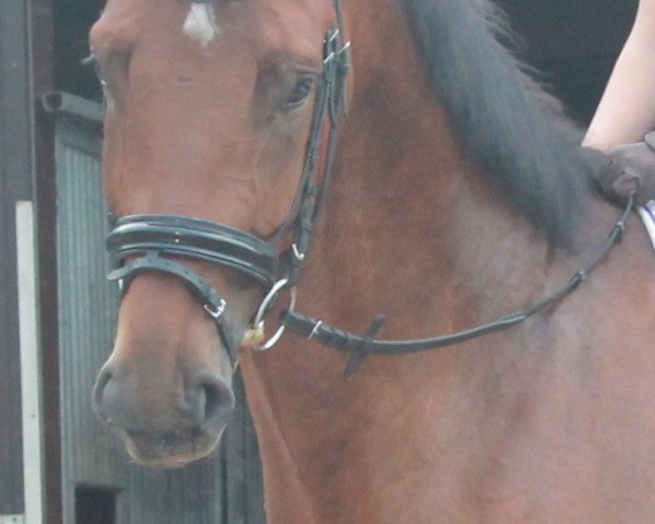 horse Chuck Berry B (Westphalian, 2009, from Coronas 2)