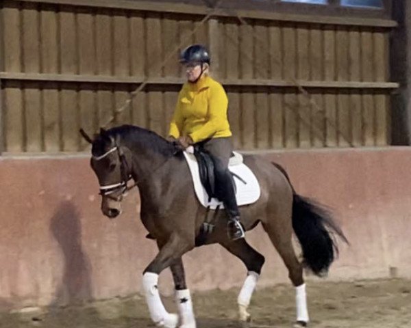 Dressurpferd Florence S 4 (Deutsches Sportpferd, 2017, von Sir Heinrich OLD)
