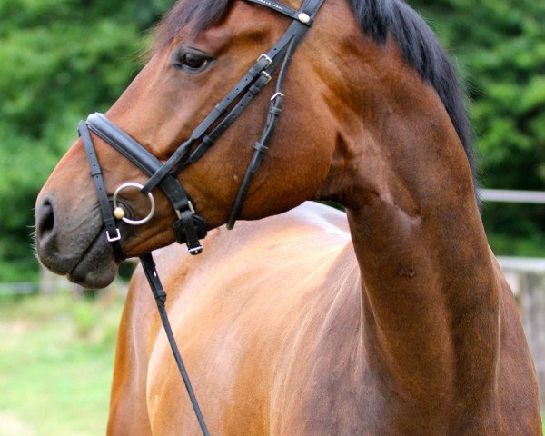 Pferd Filippo B (Westfale, 2008)