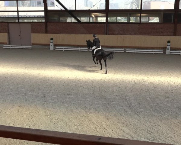 Reitturnier Hamburg-Friedrichshulde/Sylva Kuhrt 2022