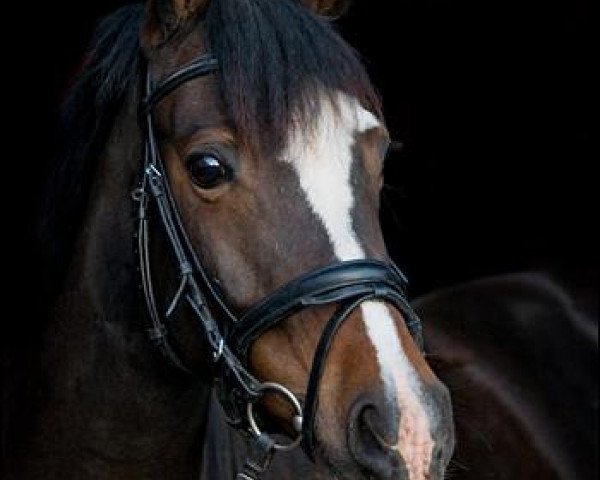 horse Tigerlilli 3 (German Riding Pony, 2002, from Lukas)