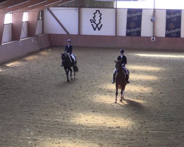 Reitturnier Bad Salzuflen 2022