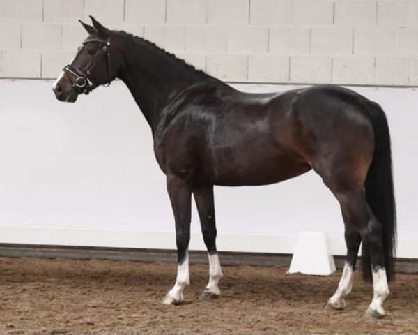 Dressurpferd Just A Little Dance (Ungarisches Warmblut, 2015, von Justboy) Dressurpferd Just A Little Dance (Ungarisches Warmblut, 2015, von Justboy)