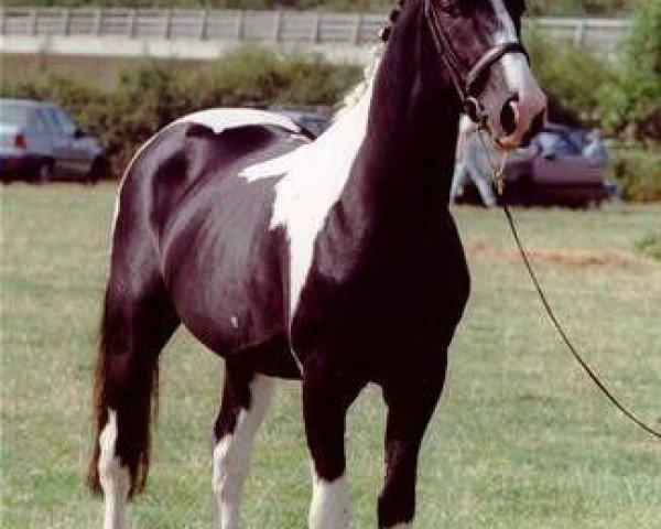 stallion Plato (Roan Warmblood, , from Mars) stallion Plato (Roan Warmblood, , from Mars)