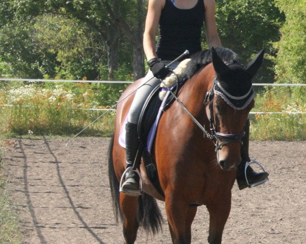 dressage horse Carlotta Bonita (Zweibrücken, 2008, from Cerdic)