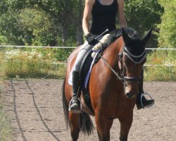 dressage horse Carlotta Bonita (Zweibrücken, 2008, from Cerdic)