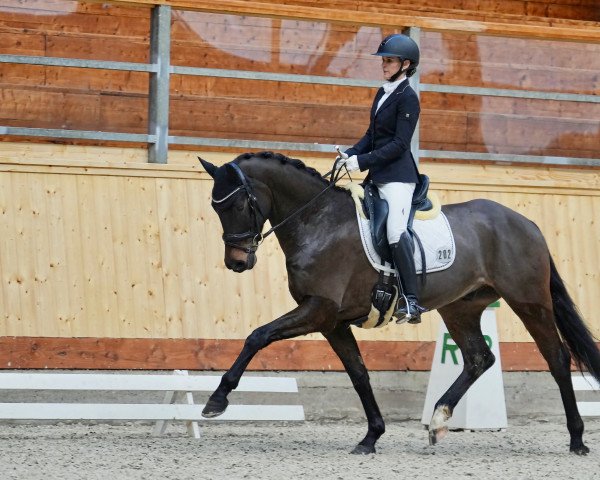 dressage horse First Knight 3 (Oldenburg, 2017, from For Dance)