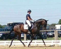 broodmare Donna Finesse F (Westphalian, 2009, from Damon Hill)