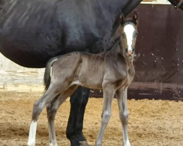 horse Sir Sienna ST (KWPN (Royal Dutch Sporthorse), 2022, from Jameson RS2)