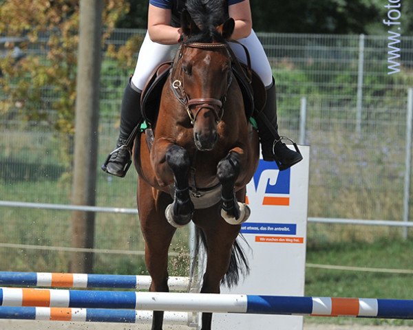 Springpferd Chandor (Württemberger, 2005, von Chambertin)