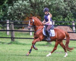 dressage horse Der Hamilton S (German Riding Pony, 2008, from Der Harlekin B)