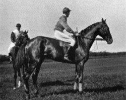 stallion Doricles xx (Thoroughbred, 1898, from Florizel xx)