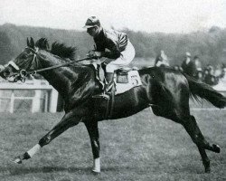 stallion Mieuxce xx (Thoroughbred, 1933, from Massine xx)