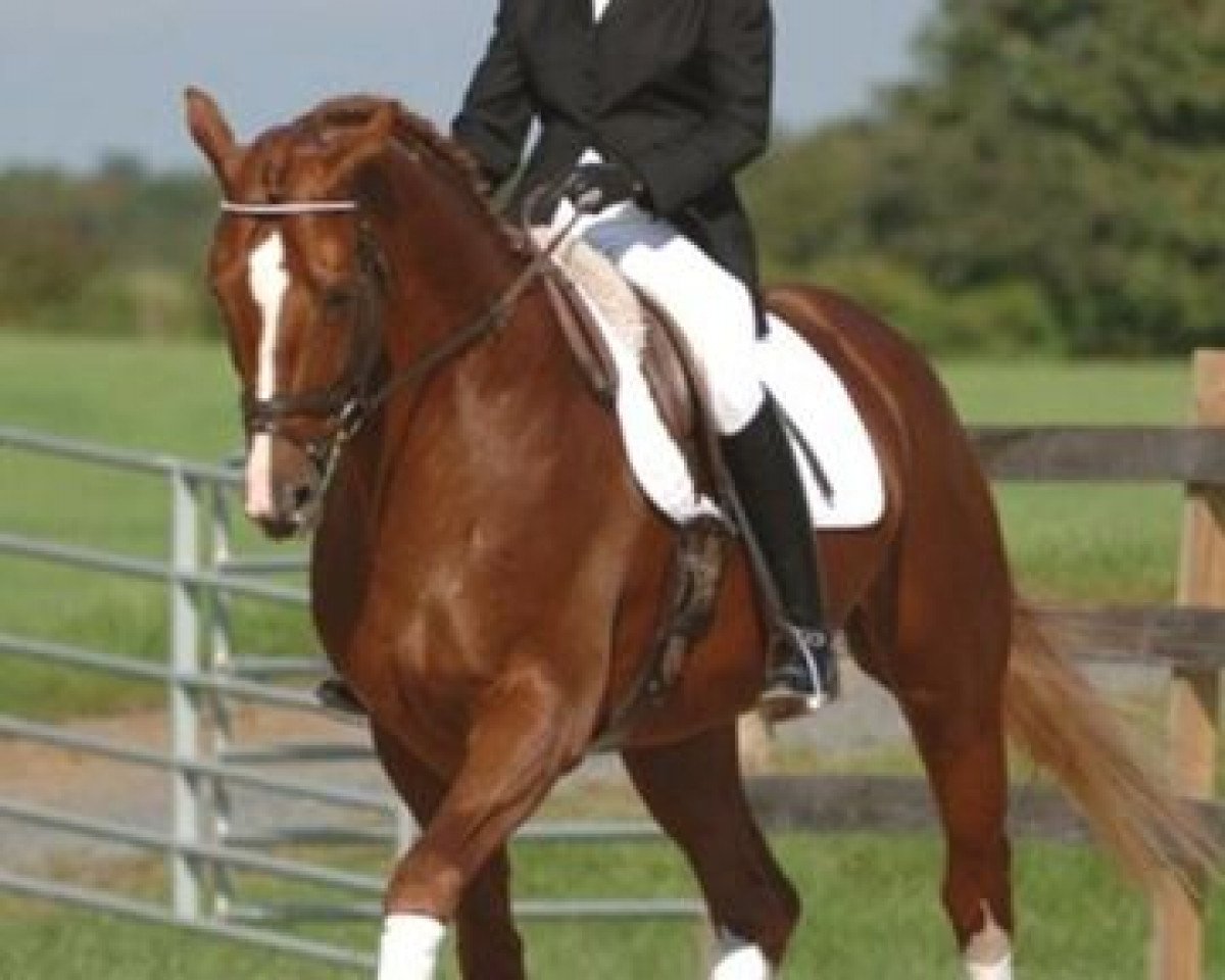 stallion Eskardo (Hanoverian, 1999, from Escudo I)