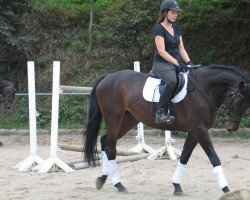 dressage horse La Luna (German Sport Horse, 2008, from Lassito)