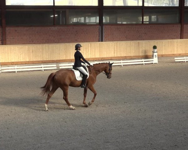 Reitturnier Hamburg-Friedrichshulde/Sylva Kuhrt 2022