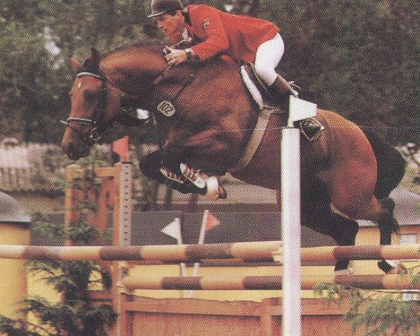 stallion Landherr (Holsteiner, 1982, from Landgraf I) stallion Landherr (Holsteiner, 1982, from Landgraf I)