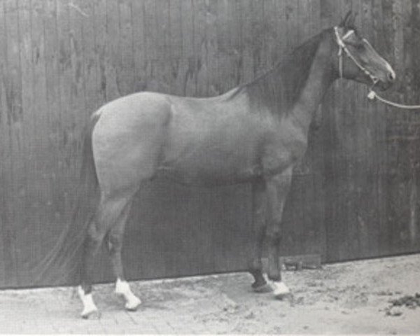 stallion Arcazaki ox (Arabian purebred, 1974, from Nagasaki ox)
