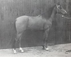 stallion Arcazaki ox (Arabian purebred, 1974, from Nagasaki ox)