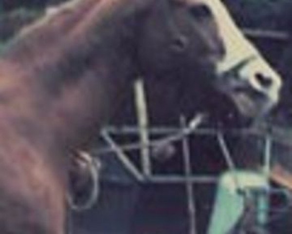 broodmare Kruschina ox (Arabian purebred, 1967, from Arax 1952 ox)
