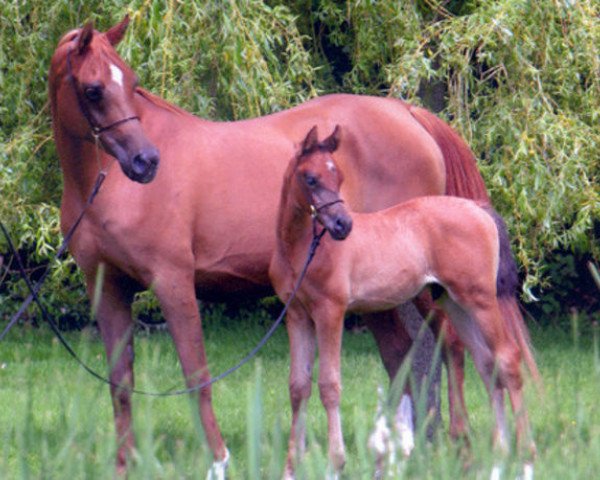 broodmare Balenina ox (Arabian purebred, 1993, from Balaton 1982 ox)
