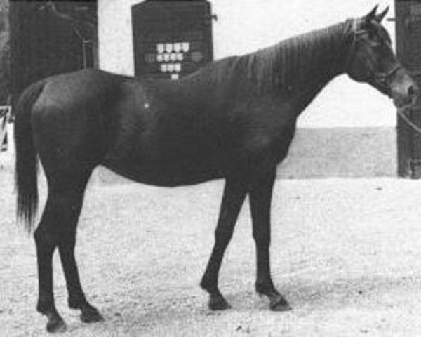 broodmare Kapelka ox (Arabian purebred, 1966, from Aswan 1958 EAO)