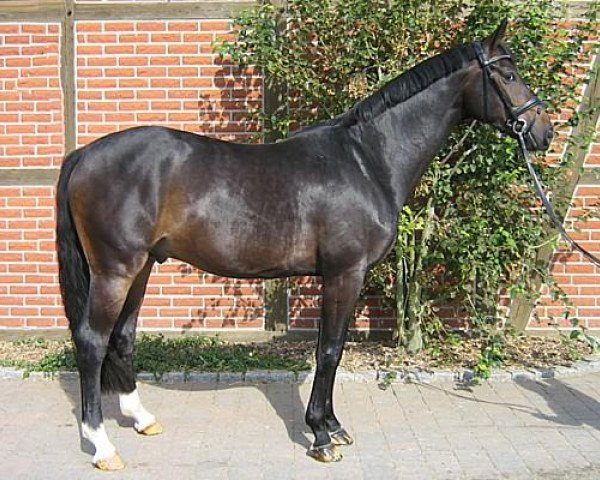 dressage horse Diamigo OLD (Oldenburg, 2007, from Dimaggio)