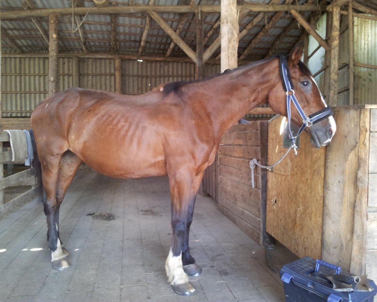 Furina: Cheval, Pedigree