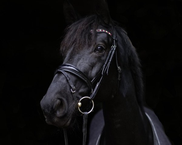 horse Roxanne (Hanoverian, 2013, from Don Index)