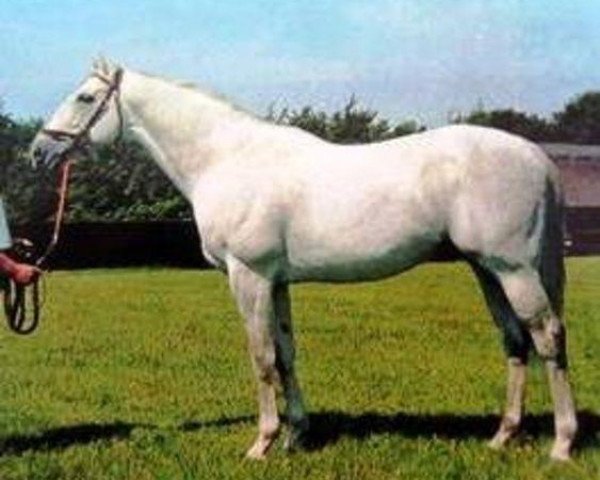 stallion Roan Rocket xx (Thoroughbred, 1961, from Buisson Ardent xx)