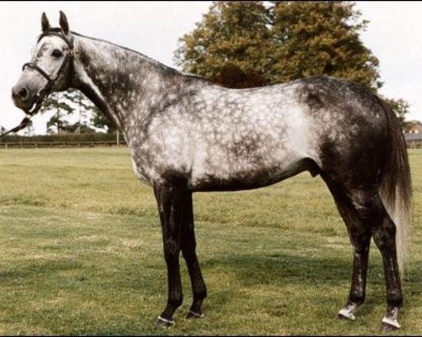 stallion Terimon xx (Thoroughbred, 1986, from Bustino xx) stallion Terimon xx (Thoroughbred, 1986, from Bustino xx)