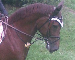 broodmare Elena 96 (Westphalian, 1997, from Ehrentusch)