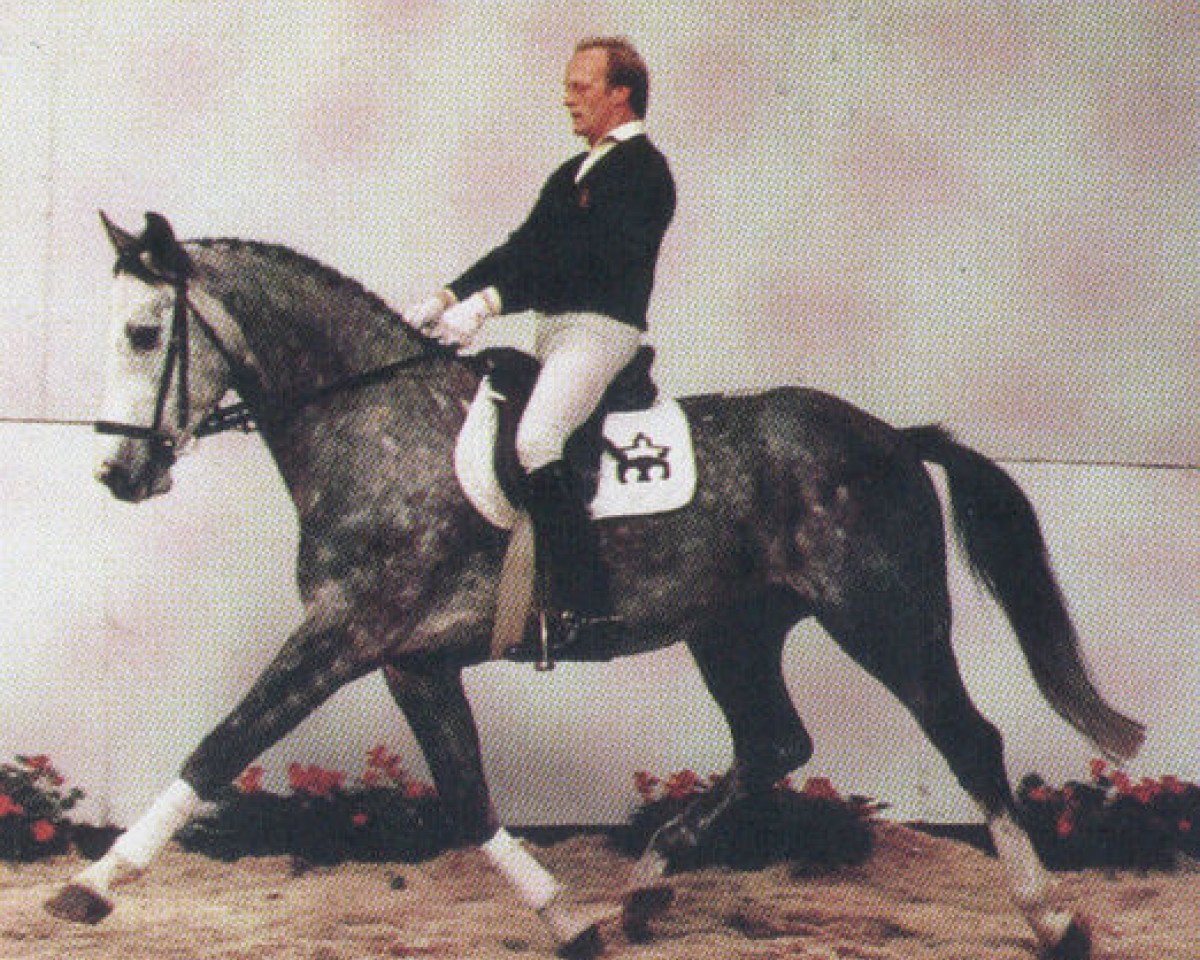 stallion Weinheim (Hanoverian, 1983, from Wagner)