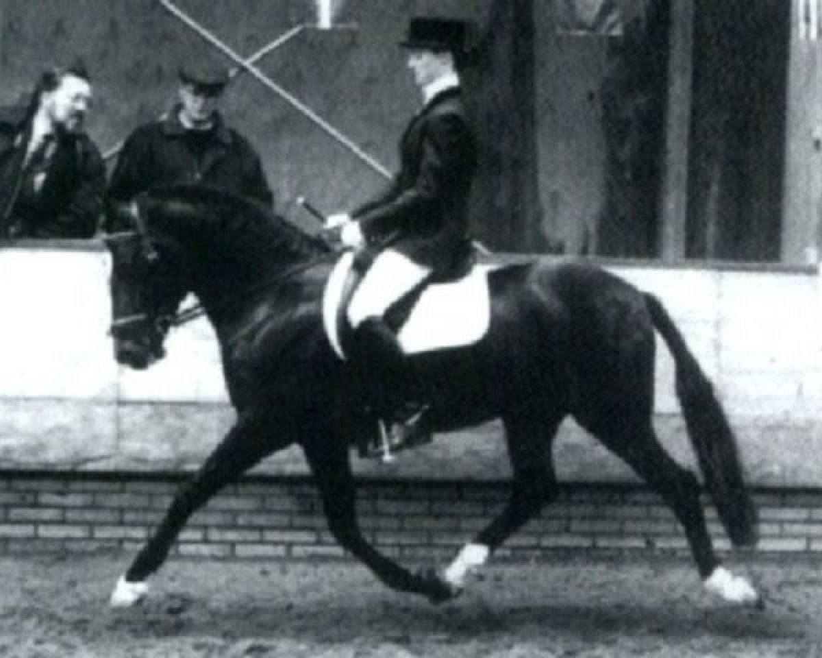 stallion Molenaar's Golden King (New Forest Pony, 1985, from Queenswood Solomon)