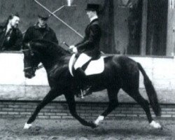 stallion Molenaar's Golden King (New Forest Pony, 1985, from Queenswood Solomon)