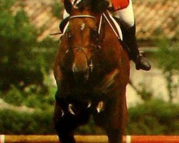 Deckhengst Un Amour IV (Selle Français, 1986, von J'T'Adore)