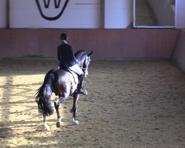 Reitturnier Bad Salzuflen 2022