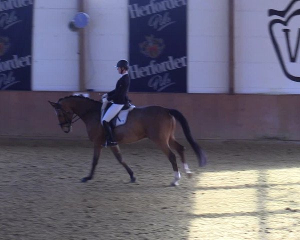 Reitturnier Bad Salzuflen 2022