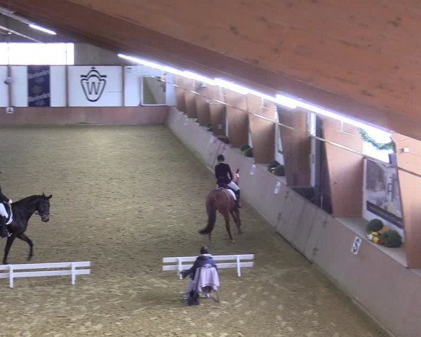 Reitturnier Bad Salzuflen 2022