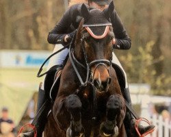 Springpferd Whisky Pur 15 (Belgisches Warmblut, 2003, von Wiensender)